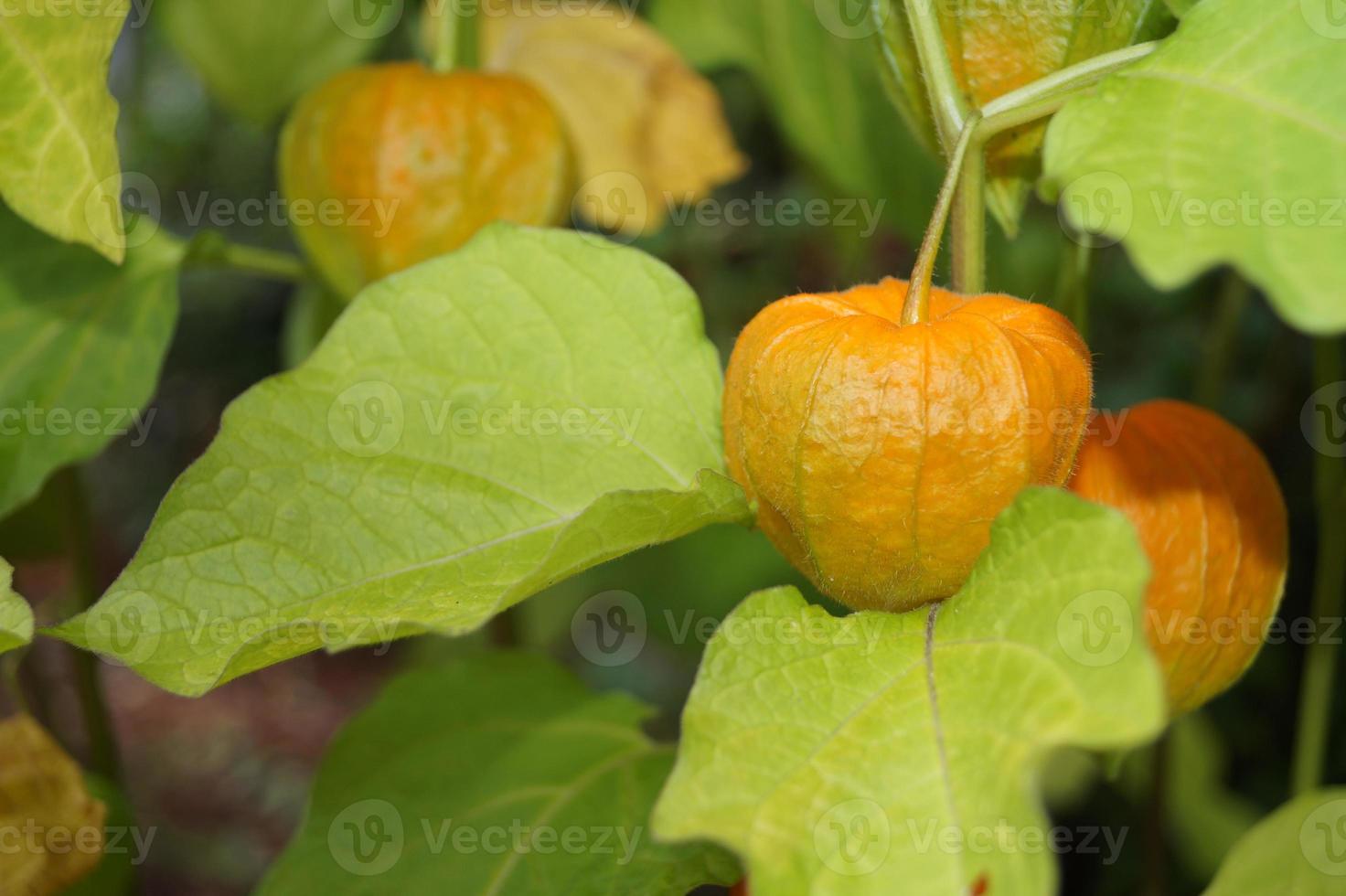 la fruta naranja physalis peruviana foto