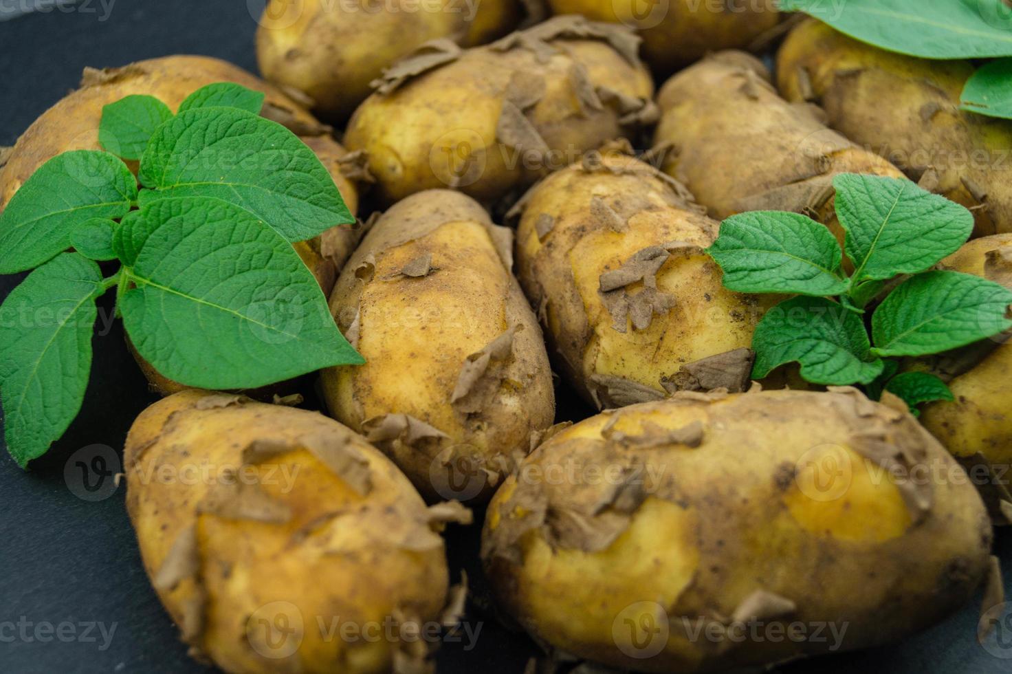 patatas alemanas directamente después de la cosecha foto