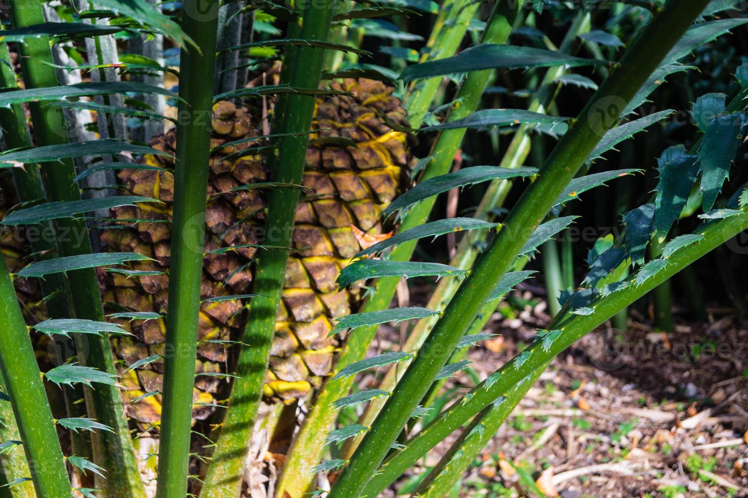 cícadas de helecho de palma - encephalartos kisambo foto