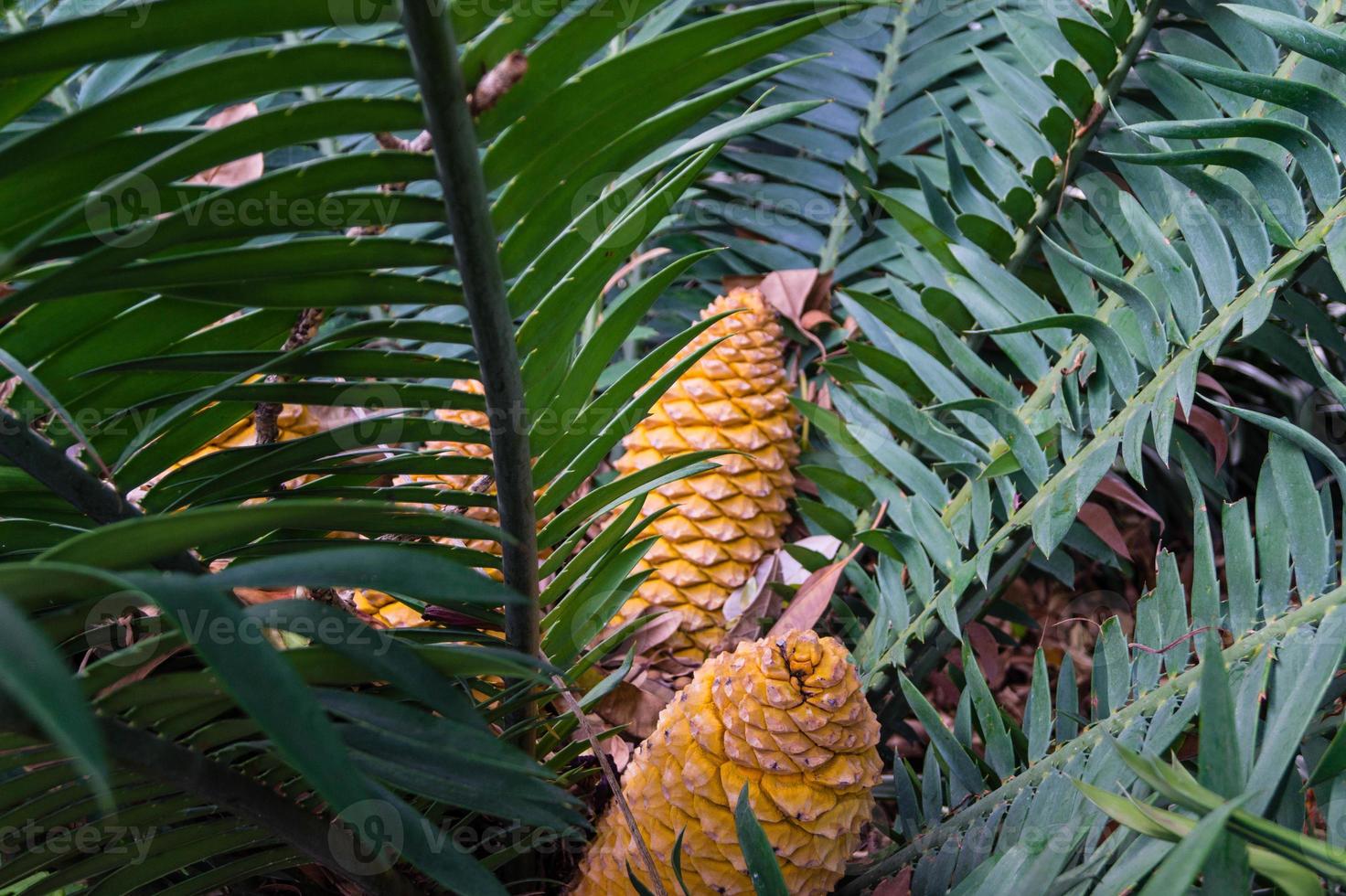 cícadas de helecho de palma - encephalartos kisambo foto