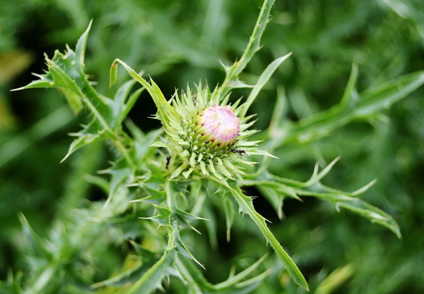 Gran planta medicinal herbácea arctium bardana foto