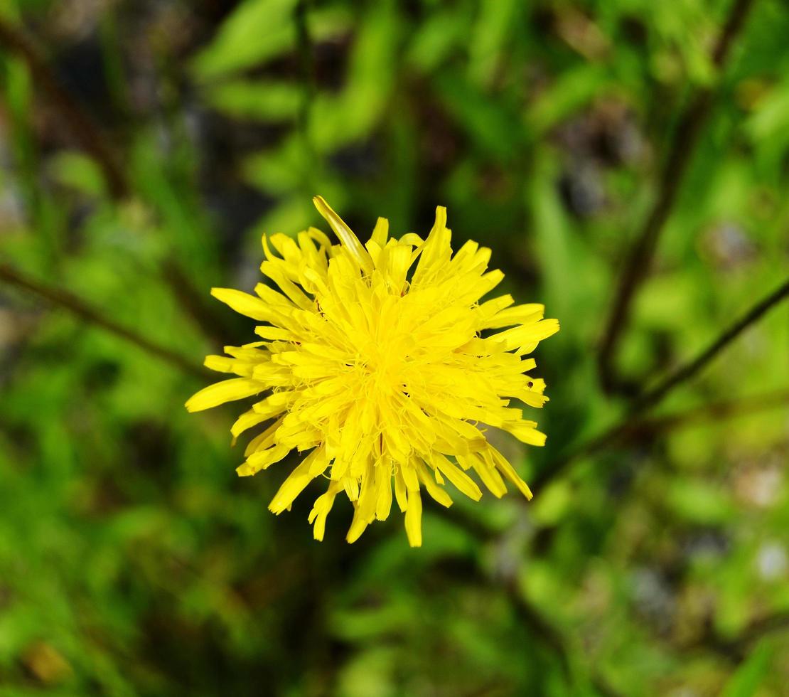 Beautiful fluffy blooming flower dandelion on colored background photo