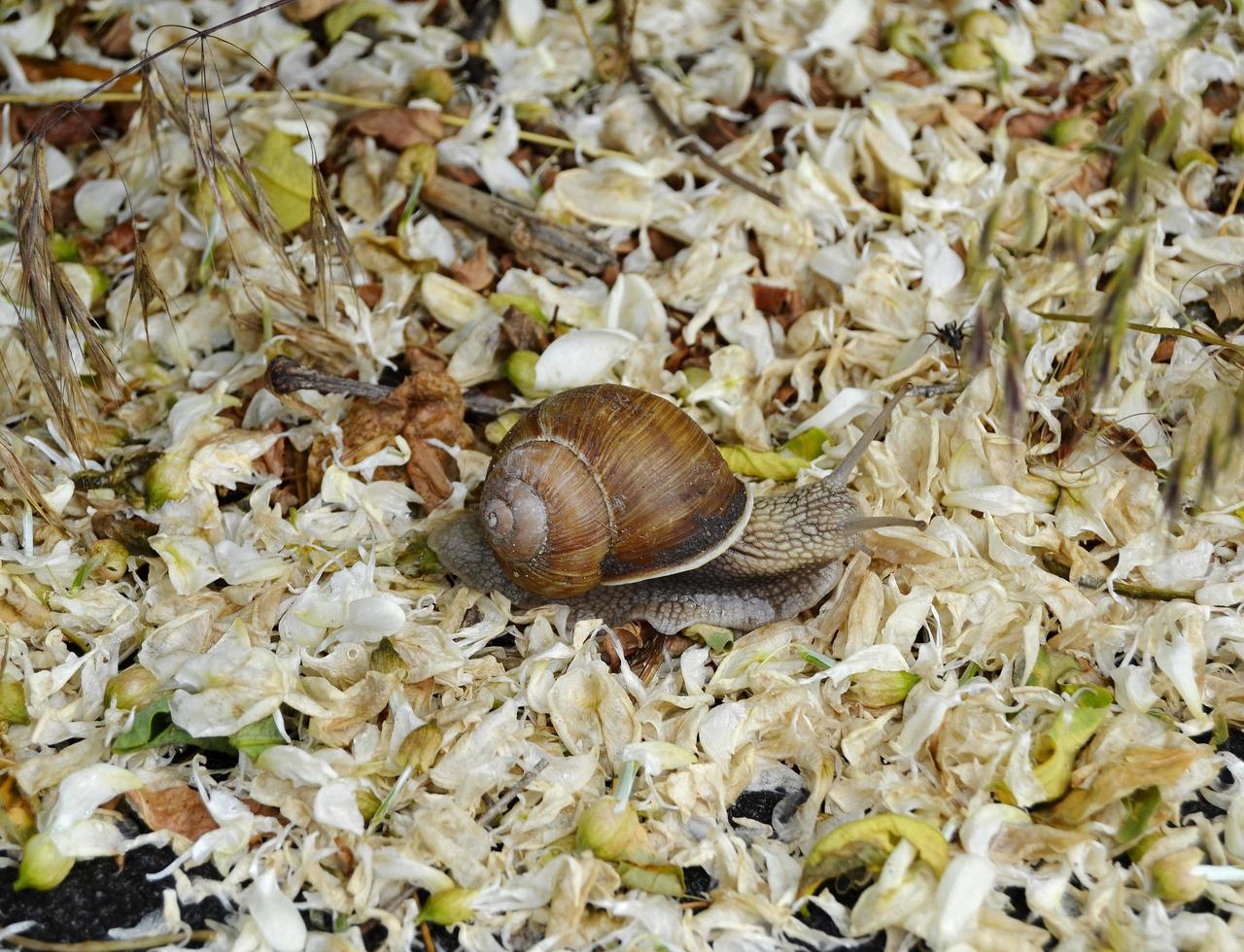 Caracol de jardín grande con concha arrastrándose por la carretera mojada date prisa en casa foto