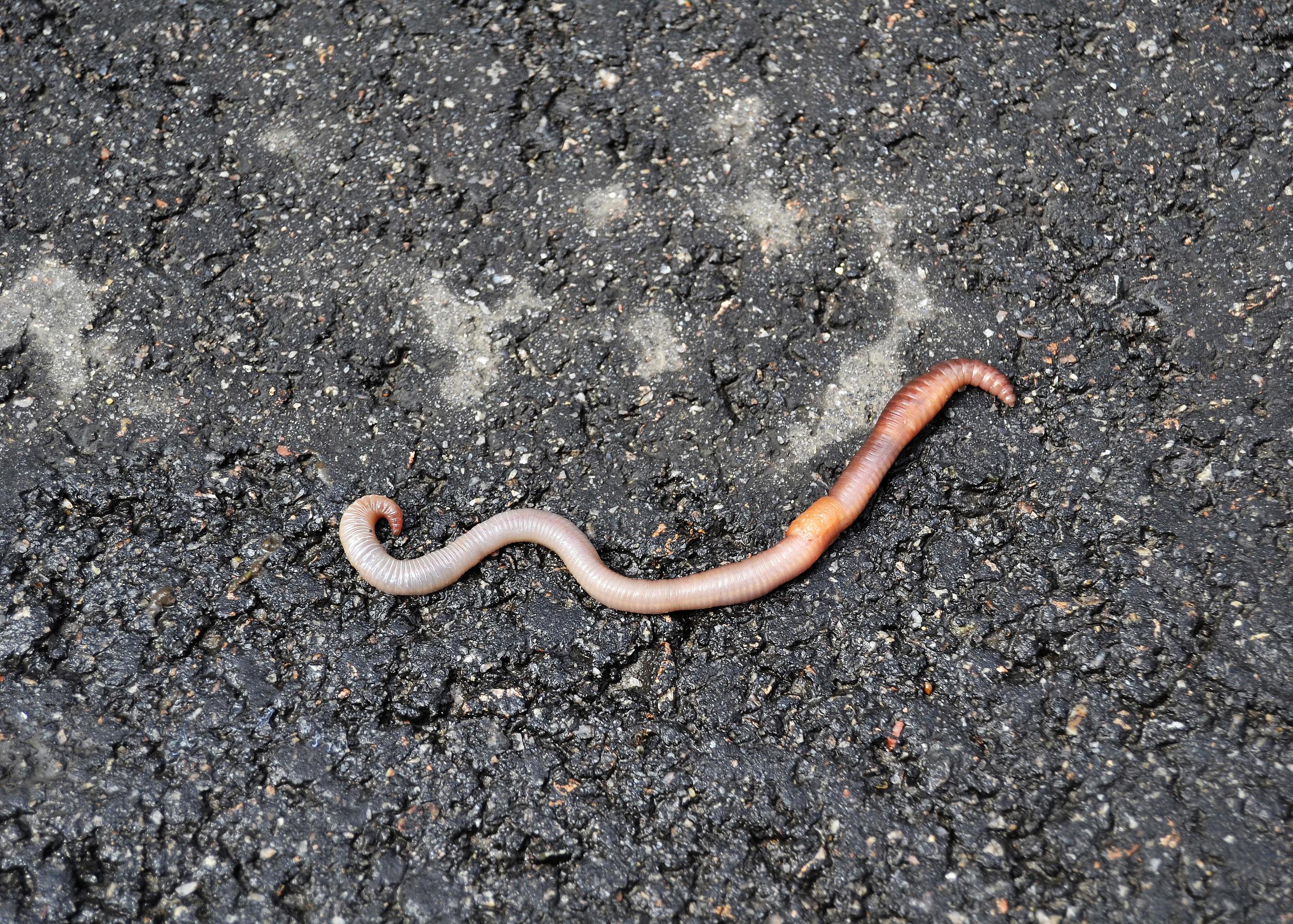 Red earthworm it live bait for fishing isolated on dark background