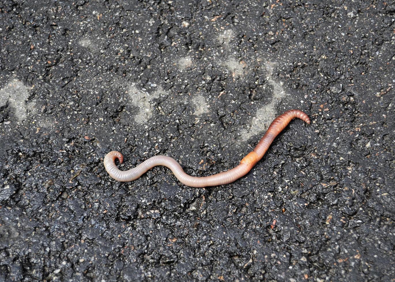 Lombriz de tierra roja es cebo vivo para pescar aislado sobre fondo oscuro foto