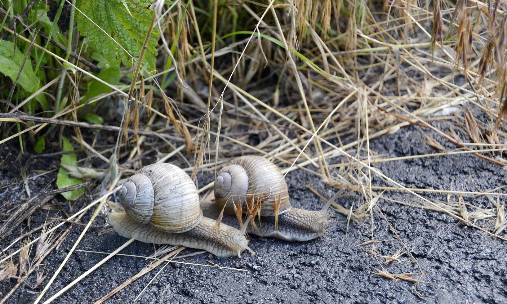 Caracol de jardín grande con concha arrastrándose por la carretera mojada date prisa en casa foto