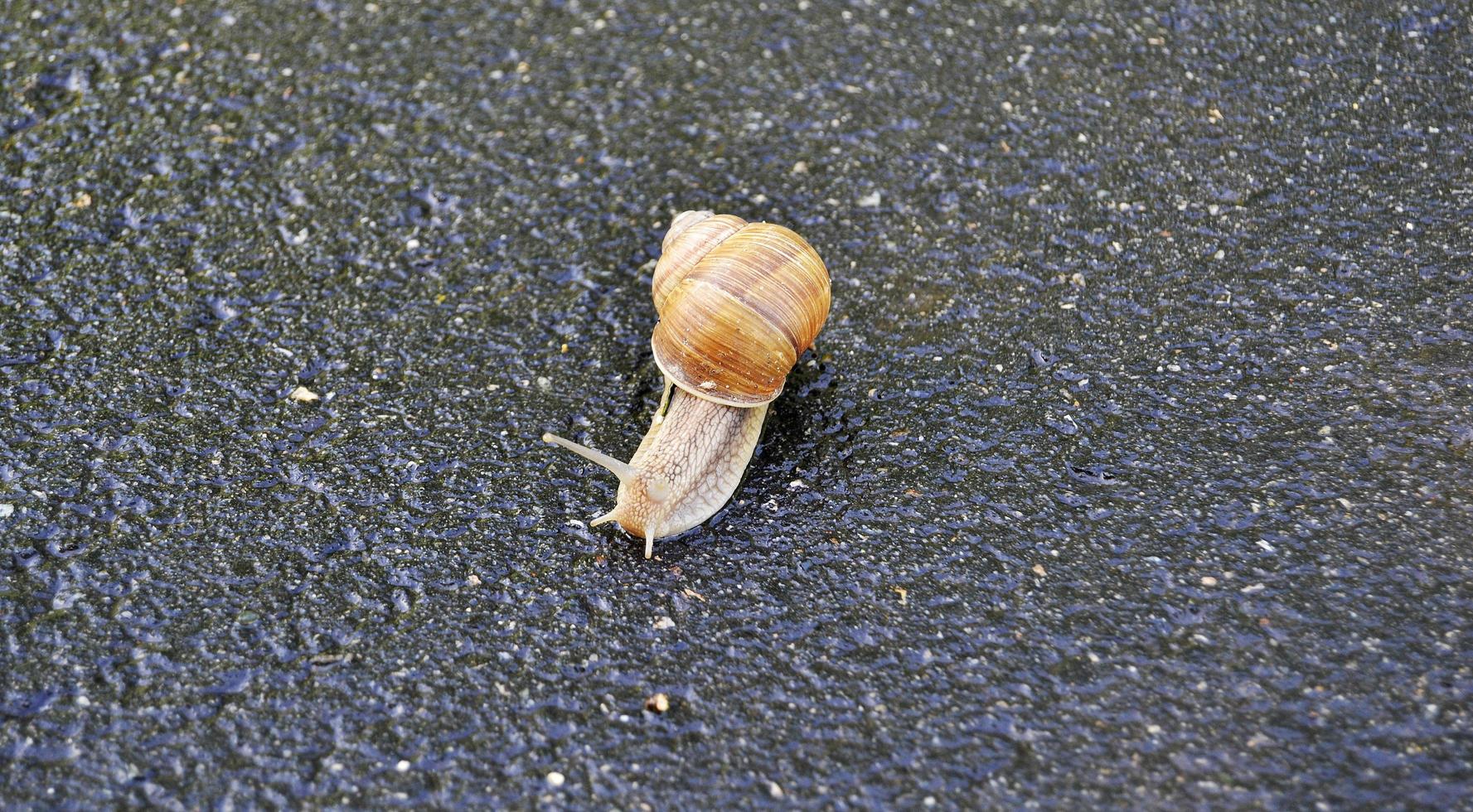 Big garden snail in shell crawling on wet road hurry home photo