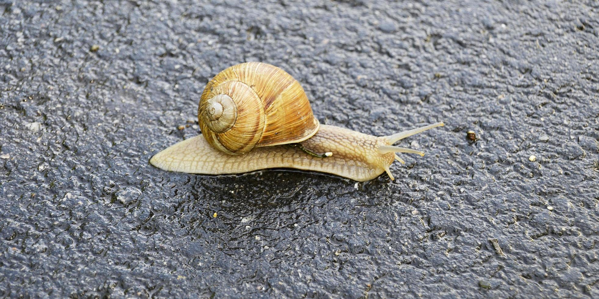 Caracol de jardín grande con concha arrastrándose por la carretera mojada date prisa en casa foto