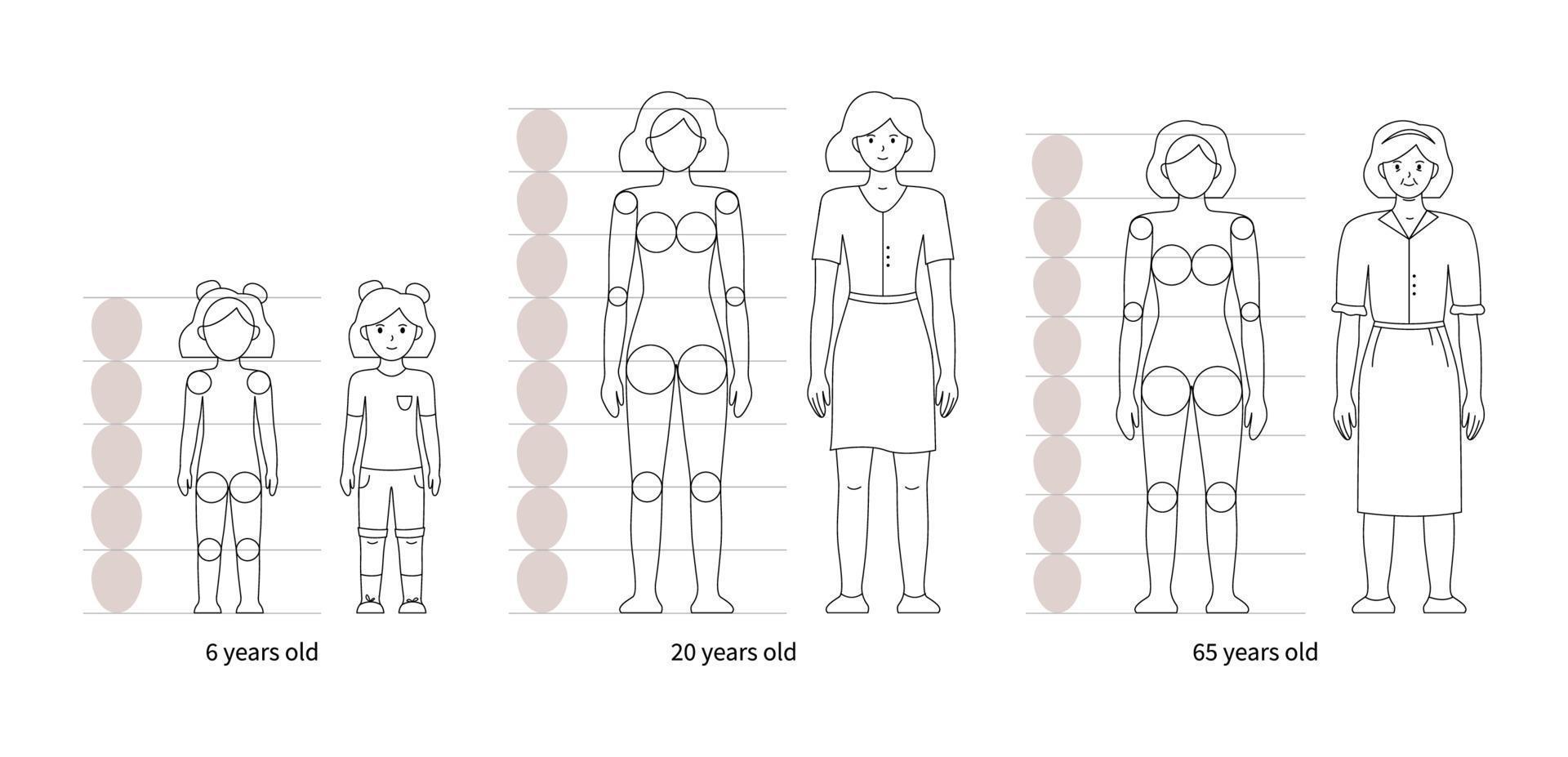 cómo dibujar una mujer en diferentes edades anatomía vector