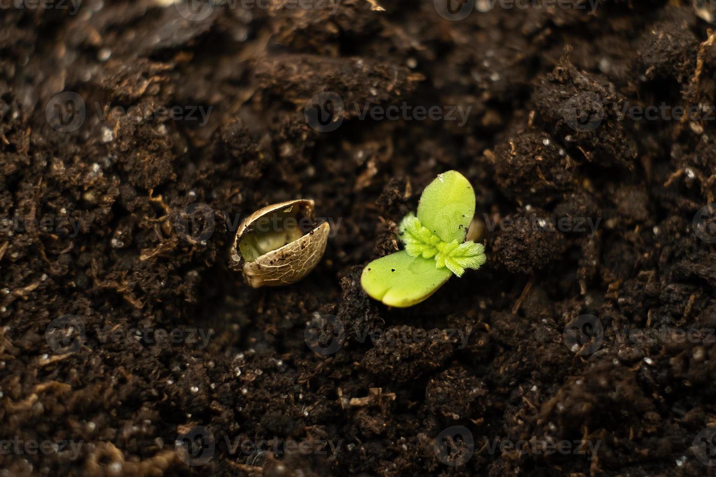 planta de cannabis joven se extiende desde el suelo hasta el sol foto