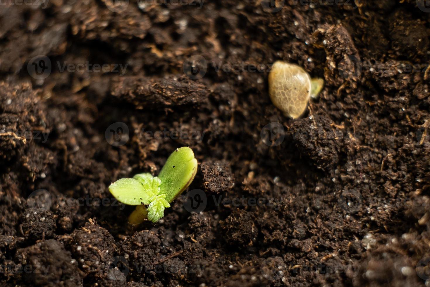 Small green cannabis sprout came out of the ground photo