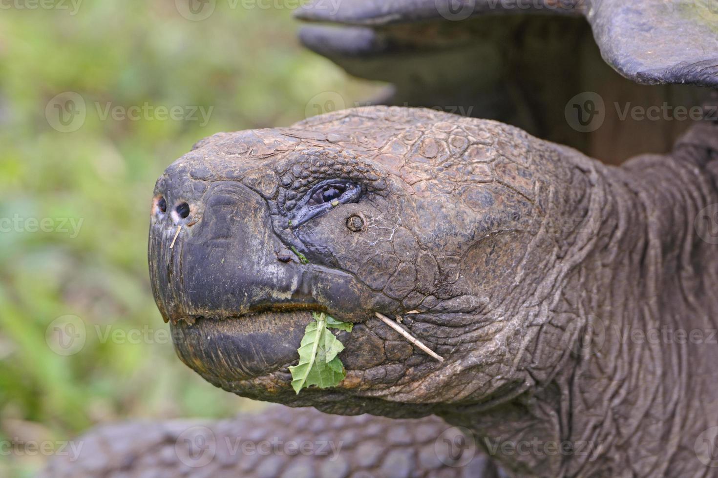 Disparo a la cabeza de una tortuga gigante de Galápagos foto