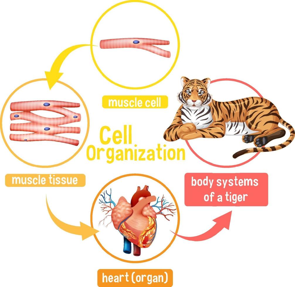 Diagram showing cell organization in a tiger vector