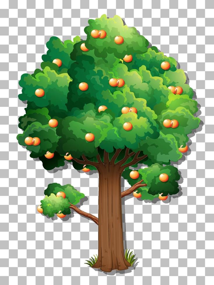Orange tree with fruit vector