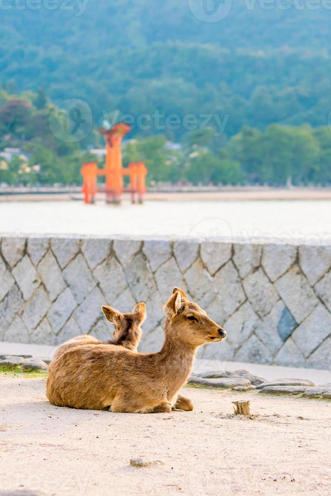 Deer and Red Torii in Miyajima photo