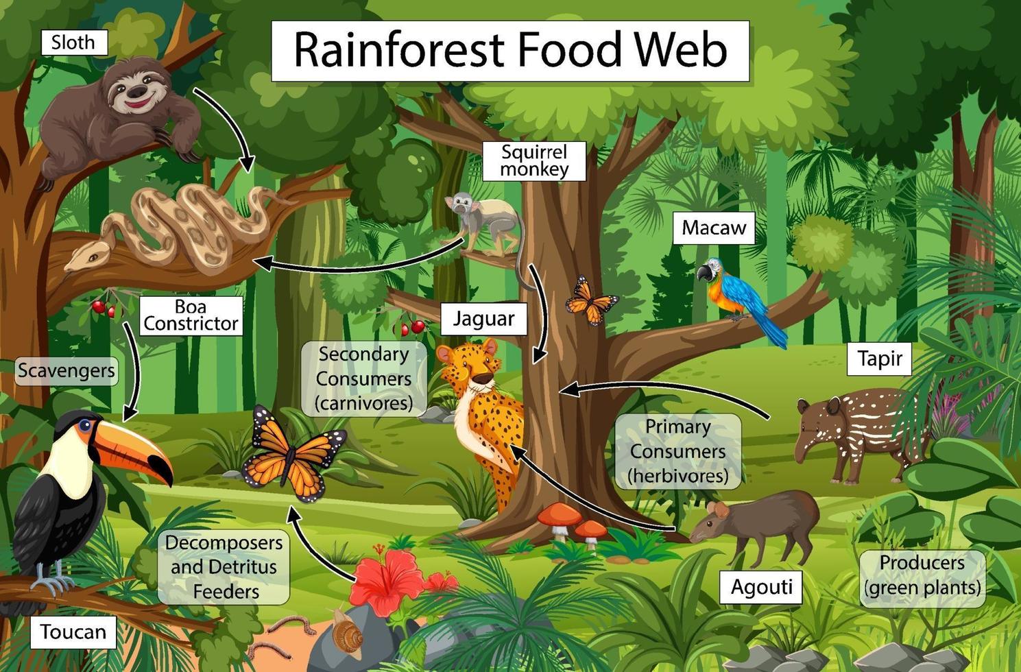 Diagram showing food web in the rainforest vector