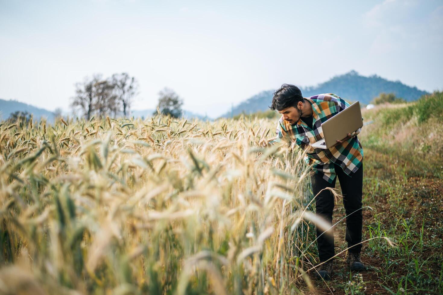 Smart farmer checking barley farm with laptop computer photo