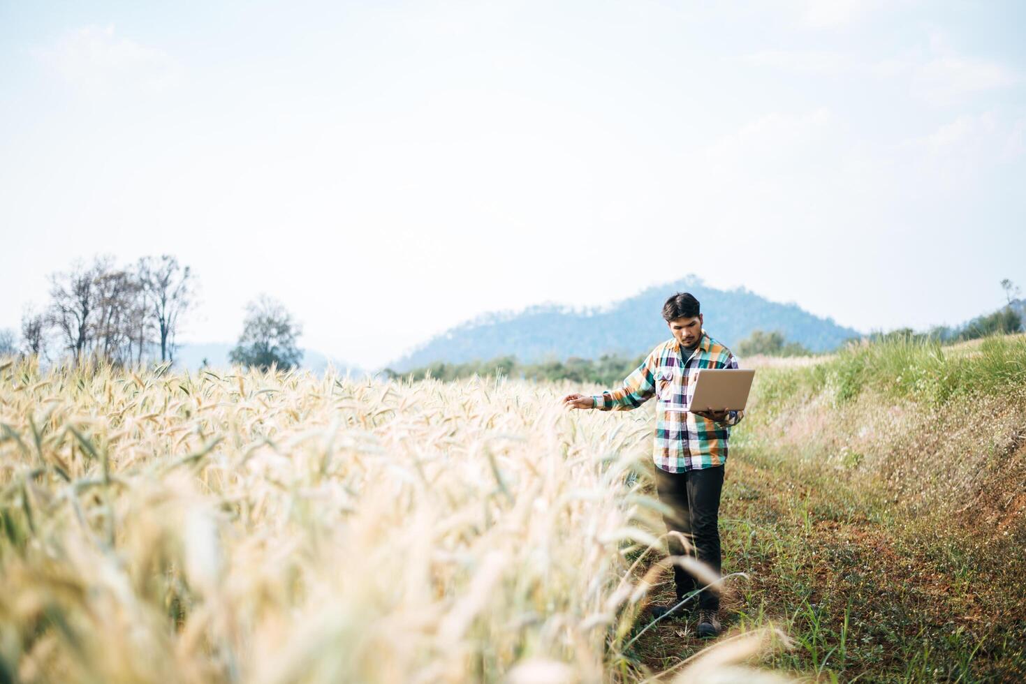 Smart farmer checking barley farm with laptop computer photo