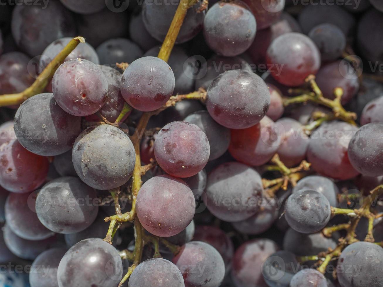 Red grape fruits photo