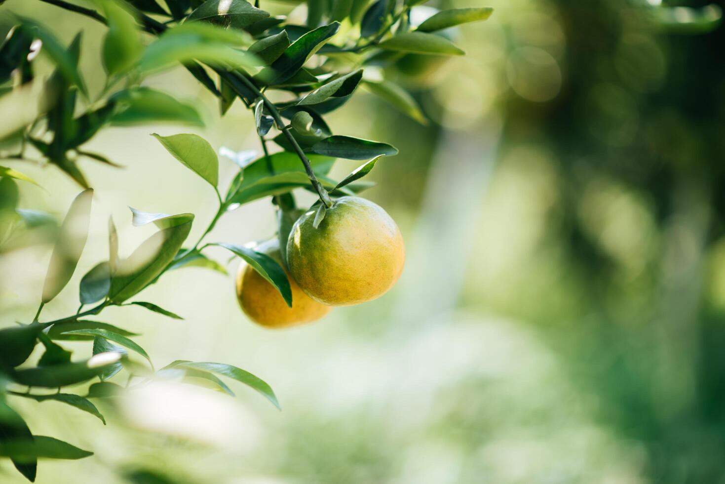 Bunch of ripe oranges hanging on a orange tree photo