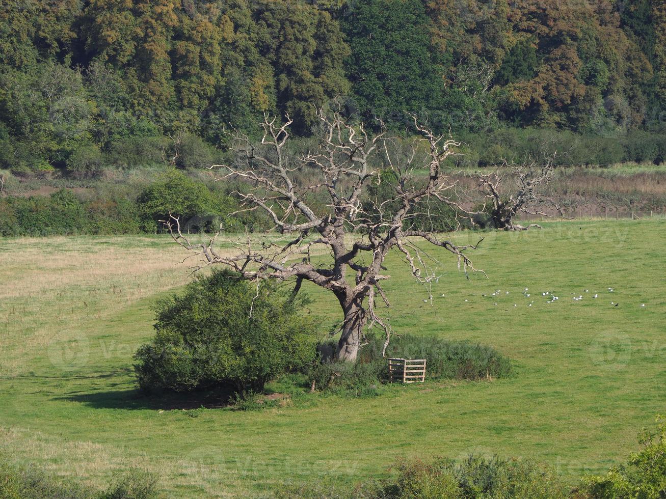 vista del campo en chepstow foto