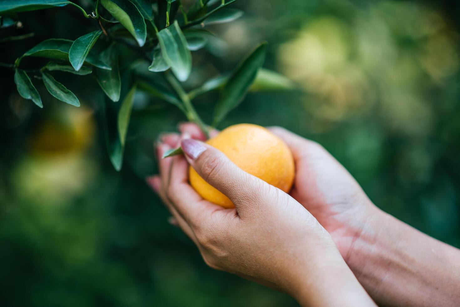 Bunch of ripe oranges hanging on a orange tree photo
