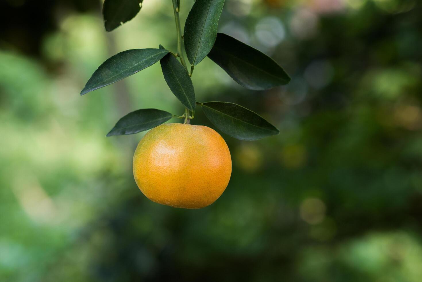 Manojo de naranjas maduras colgando de un naranjo foto