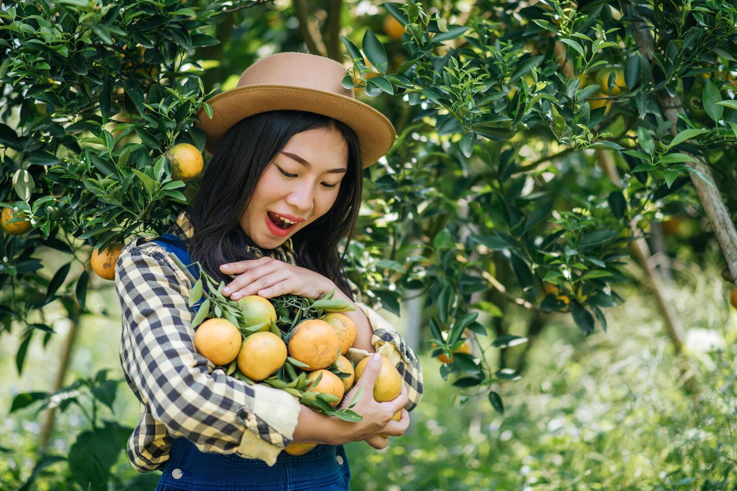 mujer cosechando una plantación de naranjos foto