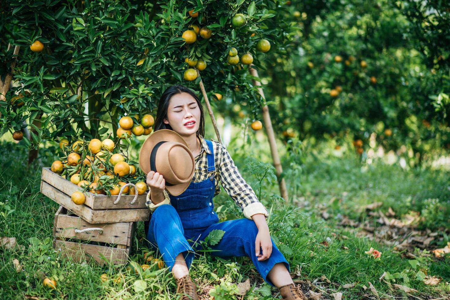 mujer cosechando una plantación de naranjos foto