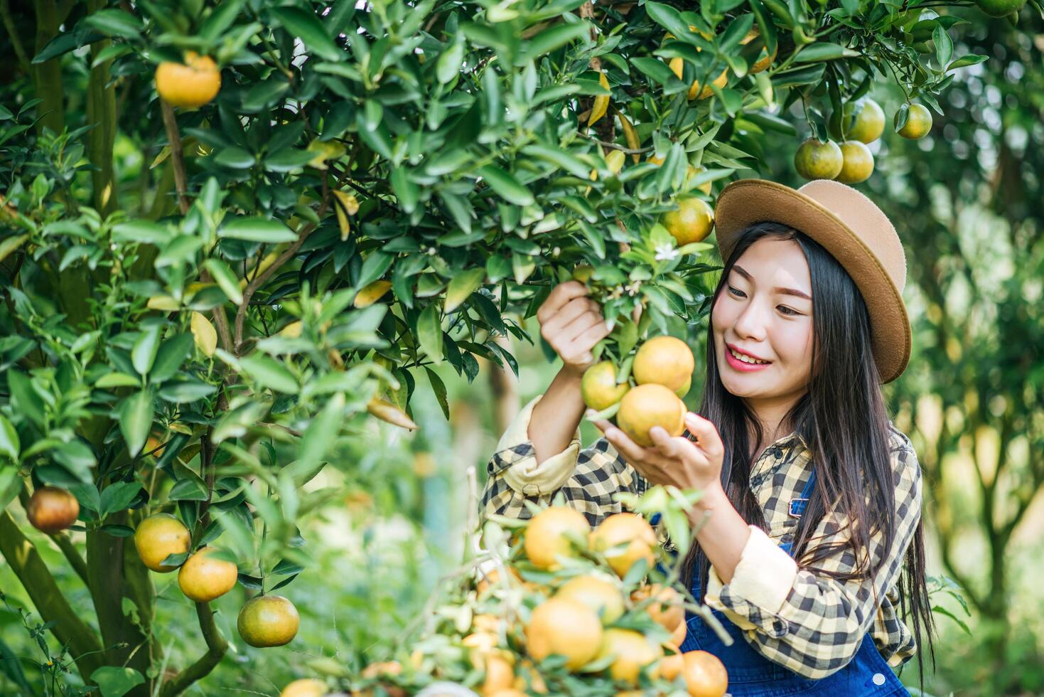 mujer cosechando una plantación de naranjos foto