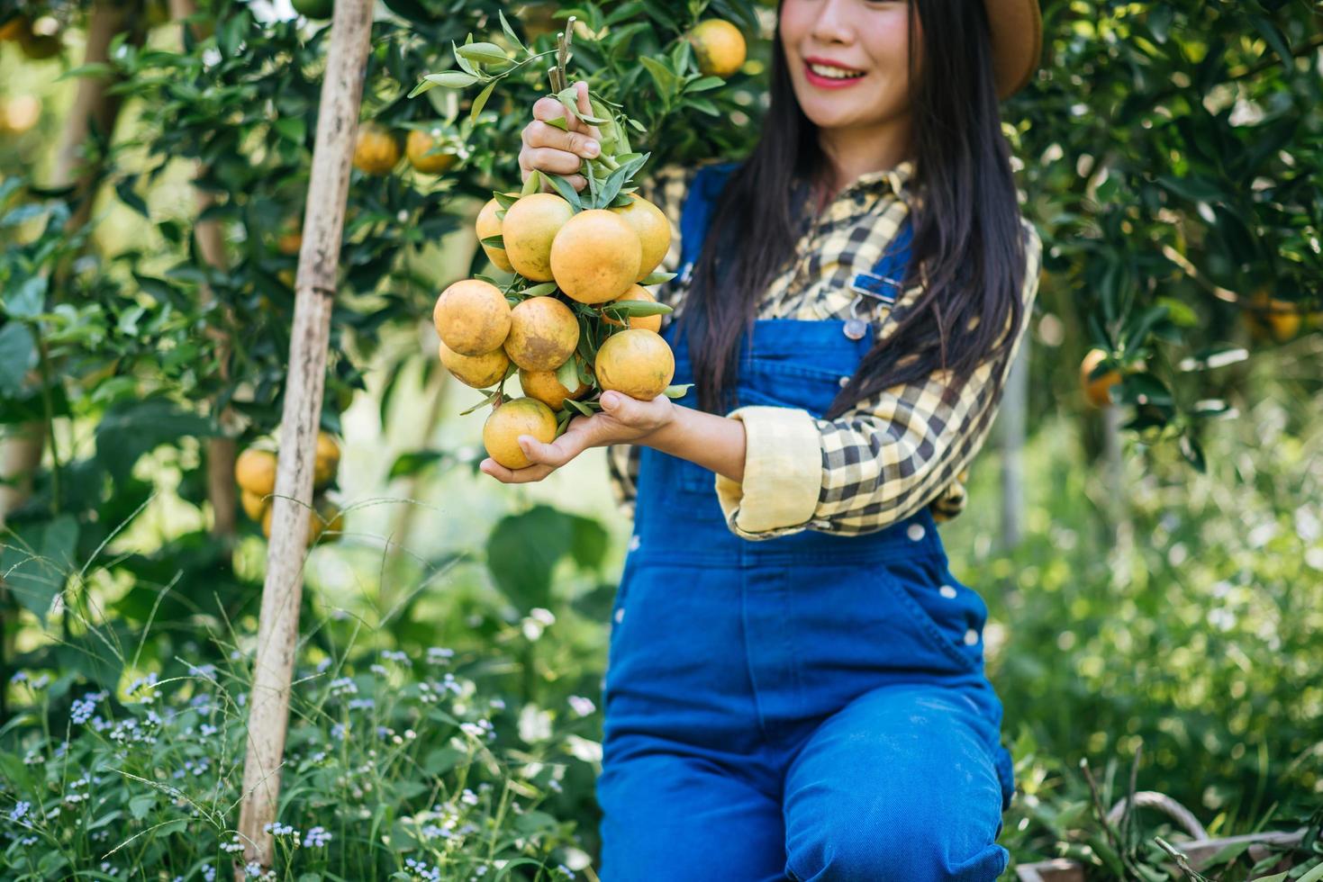 mujer cosechando una plantación de naranjos foto