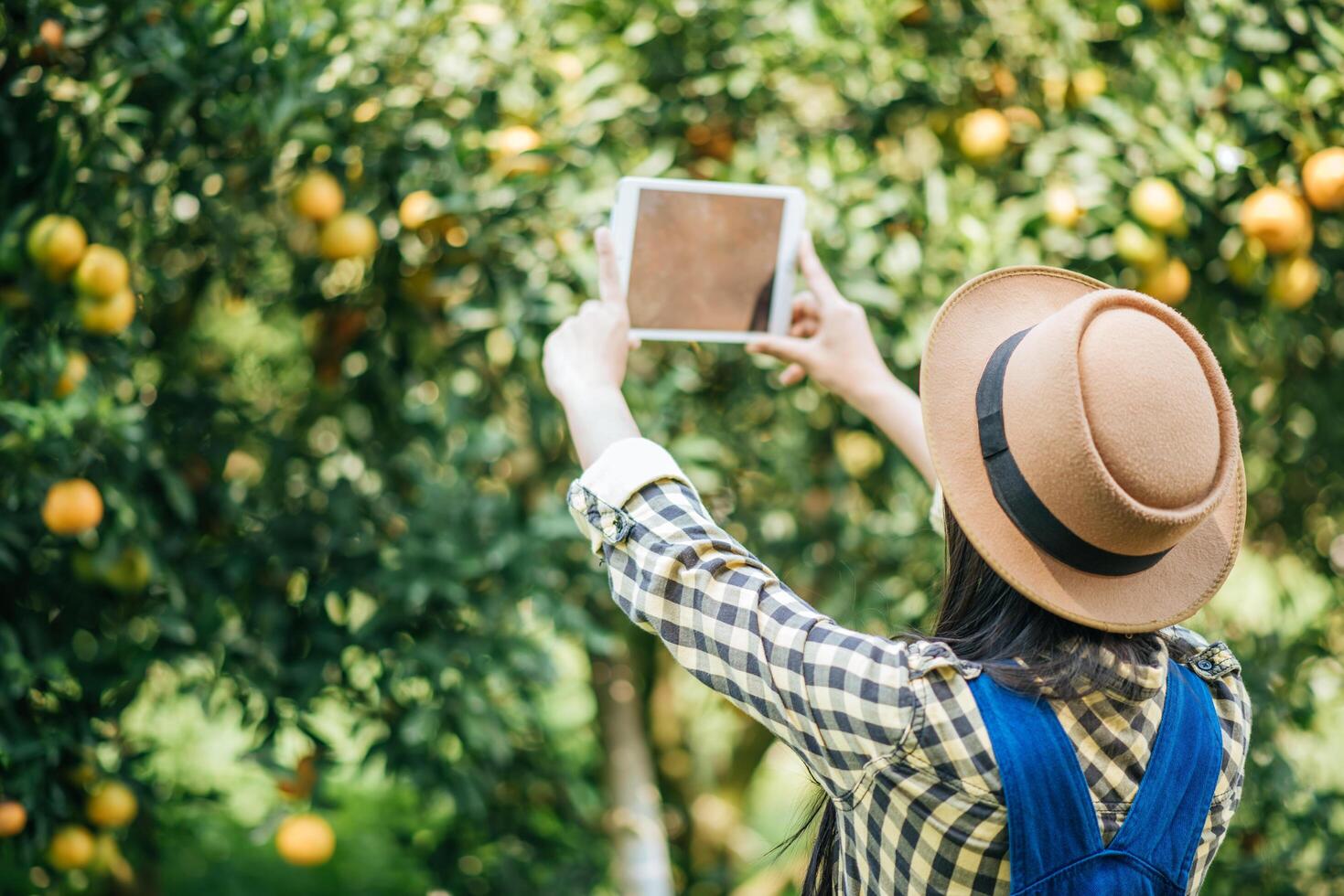 Woman harvesting an orange plantation photo
