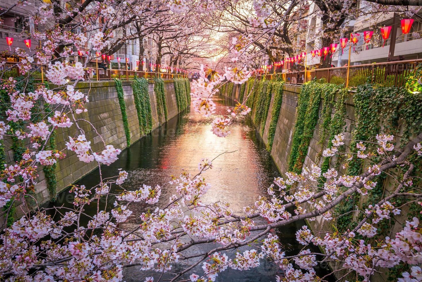 flor de cerezo, en, meguro, canal, en, tokio, japón foto