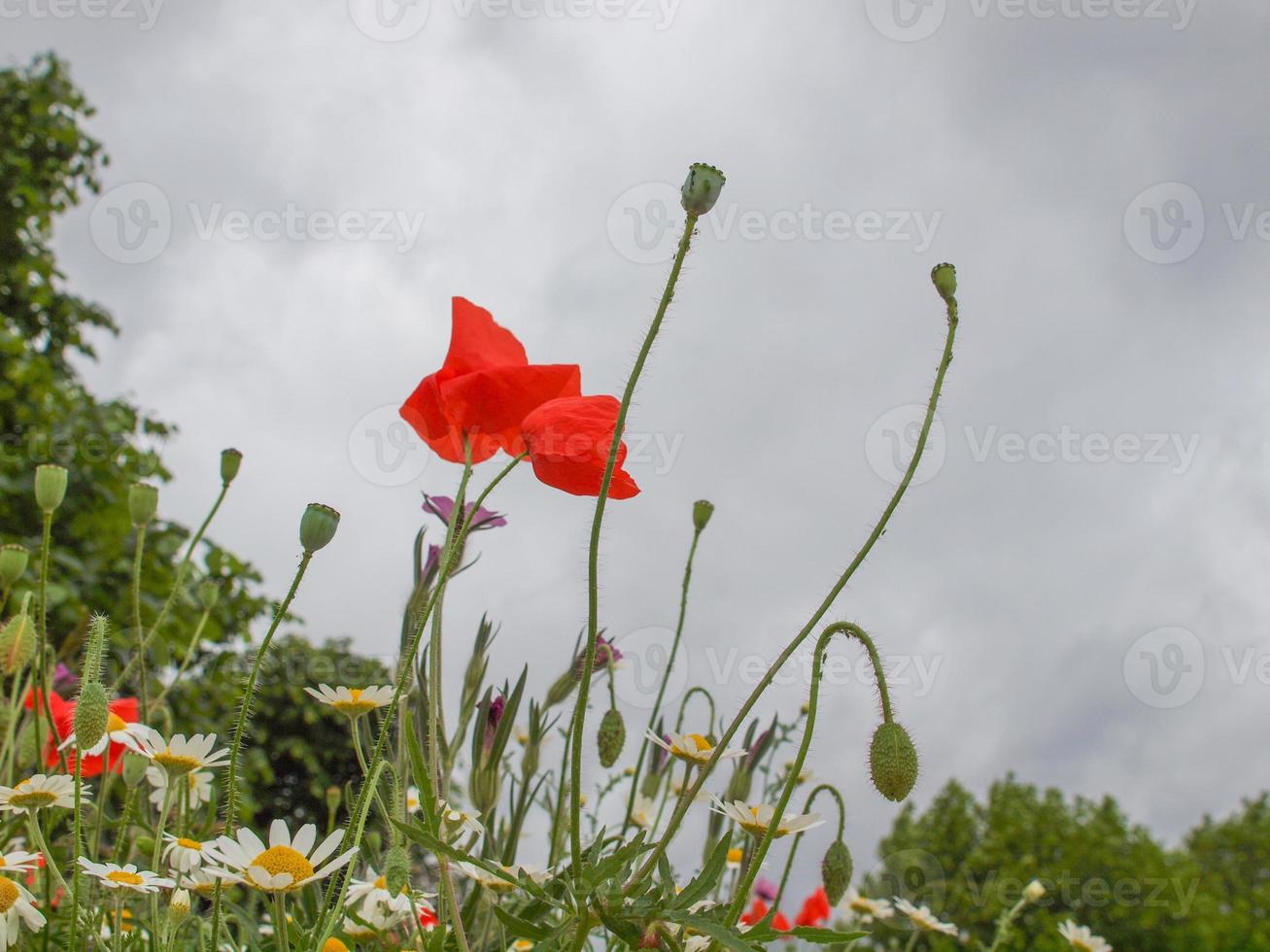 flor roja papaver foto