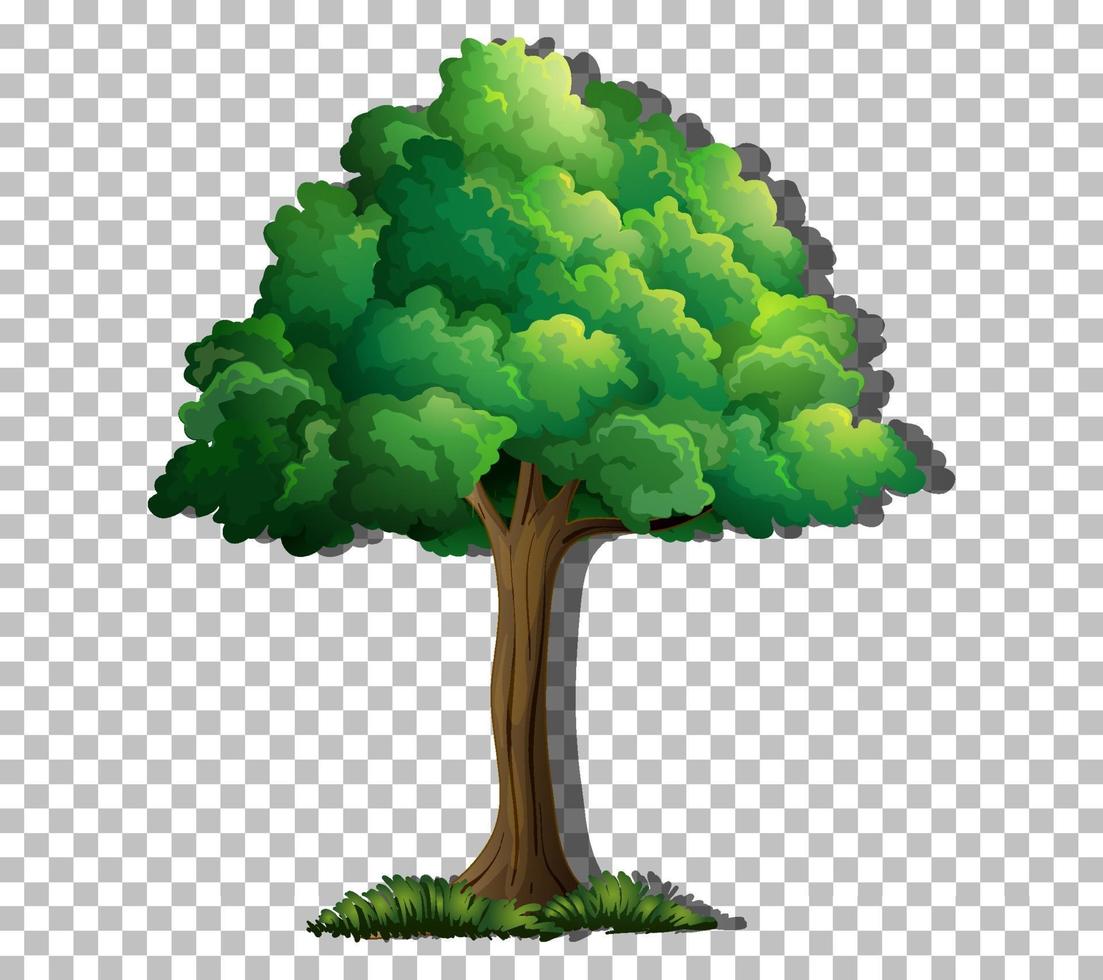 A tree with green leaves vector