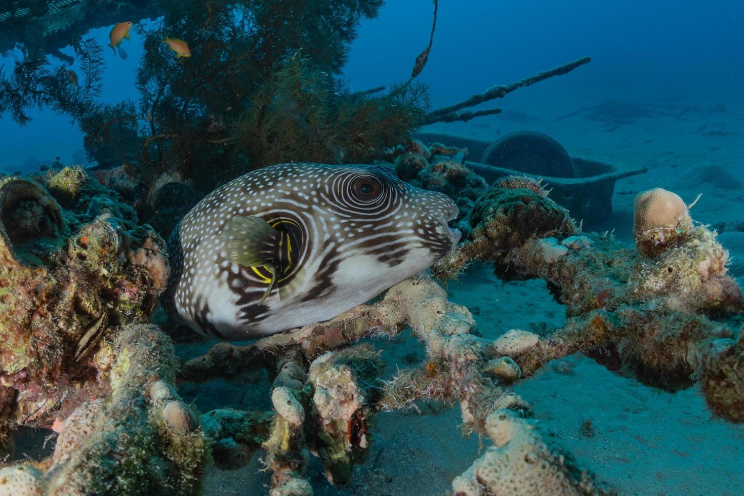 Fish swim in the Red Sea, colorful fish, Eilat Israel photo