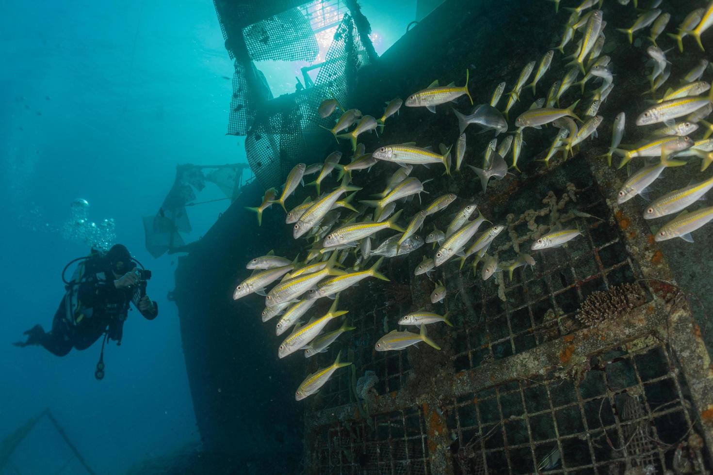 Fish swim in the Red Sea, colorful fish, Eilat Israel photo