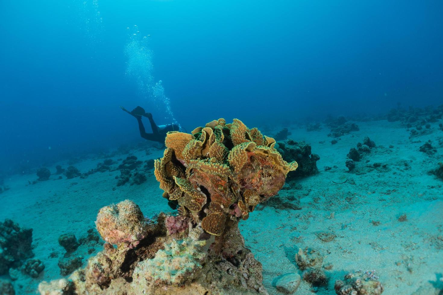 Coral reef and water plants in the Red Sea, Eilat Israel photo