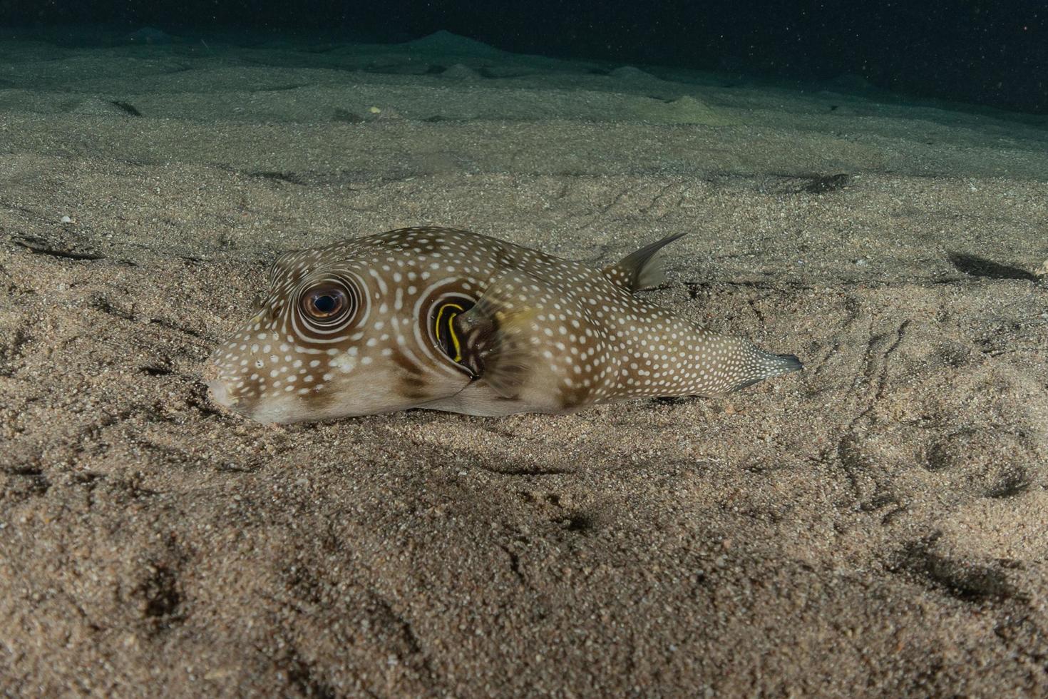 Fish swim in the Red Sea, colorful fish, Eilat Israel photo