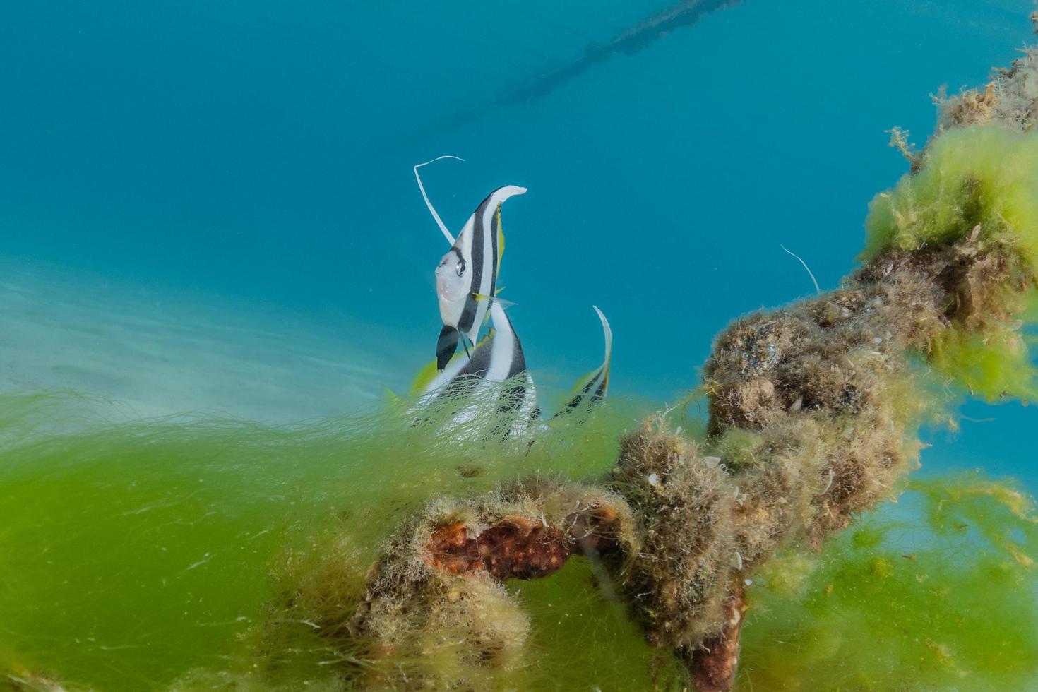 Fish swim in the Red Sea, colorful fish, Eilat Israel photo