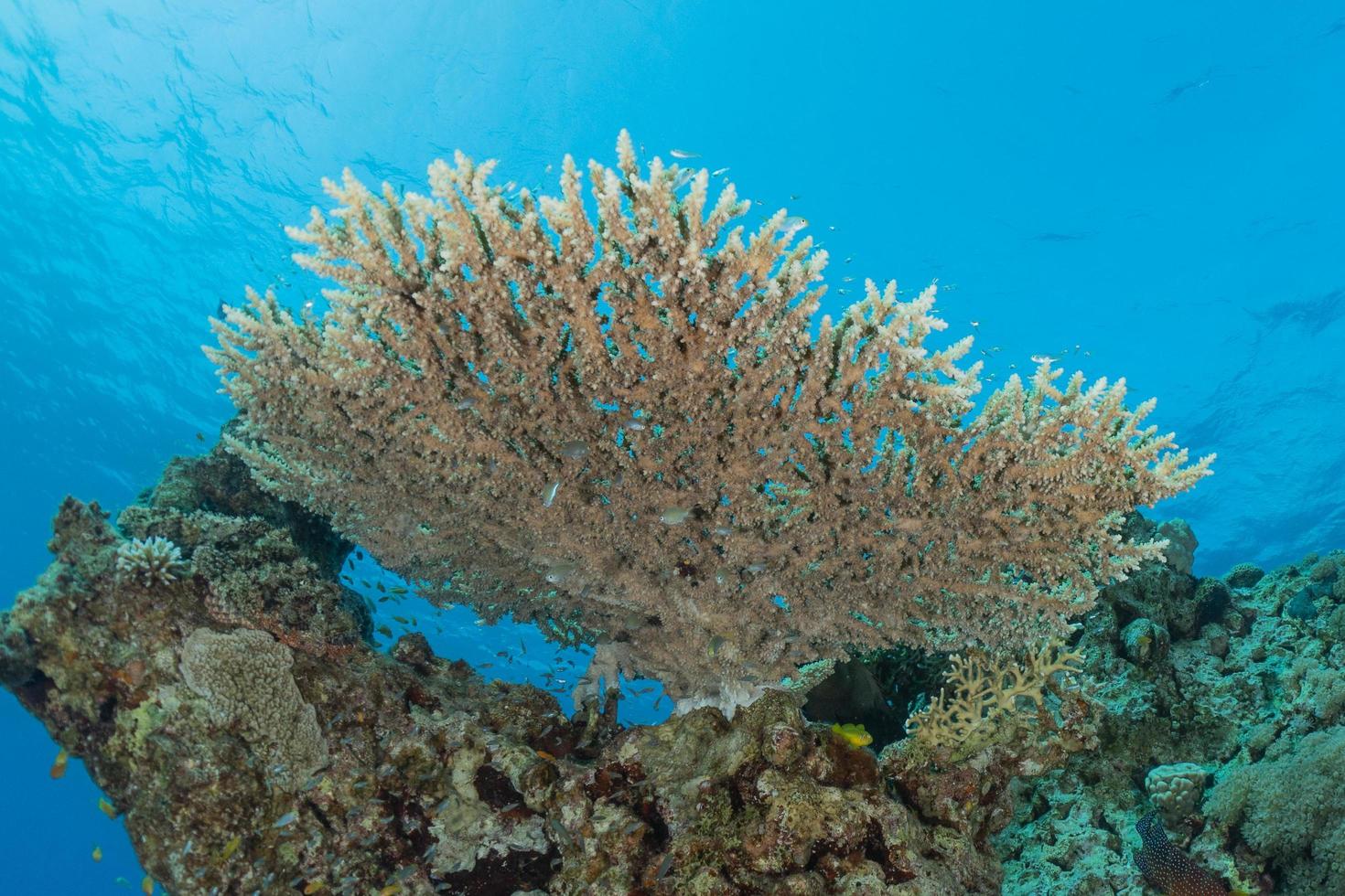 Coral reef and water plants in the Red Sea, Eilat Israel photo