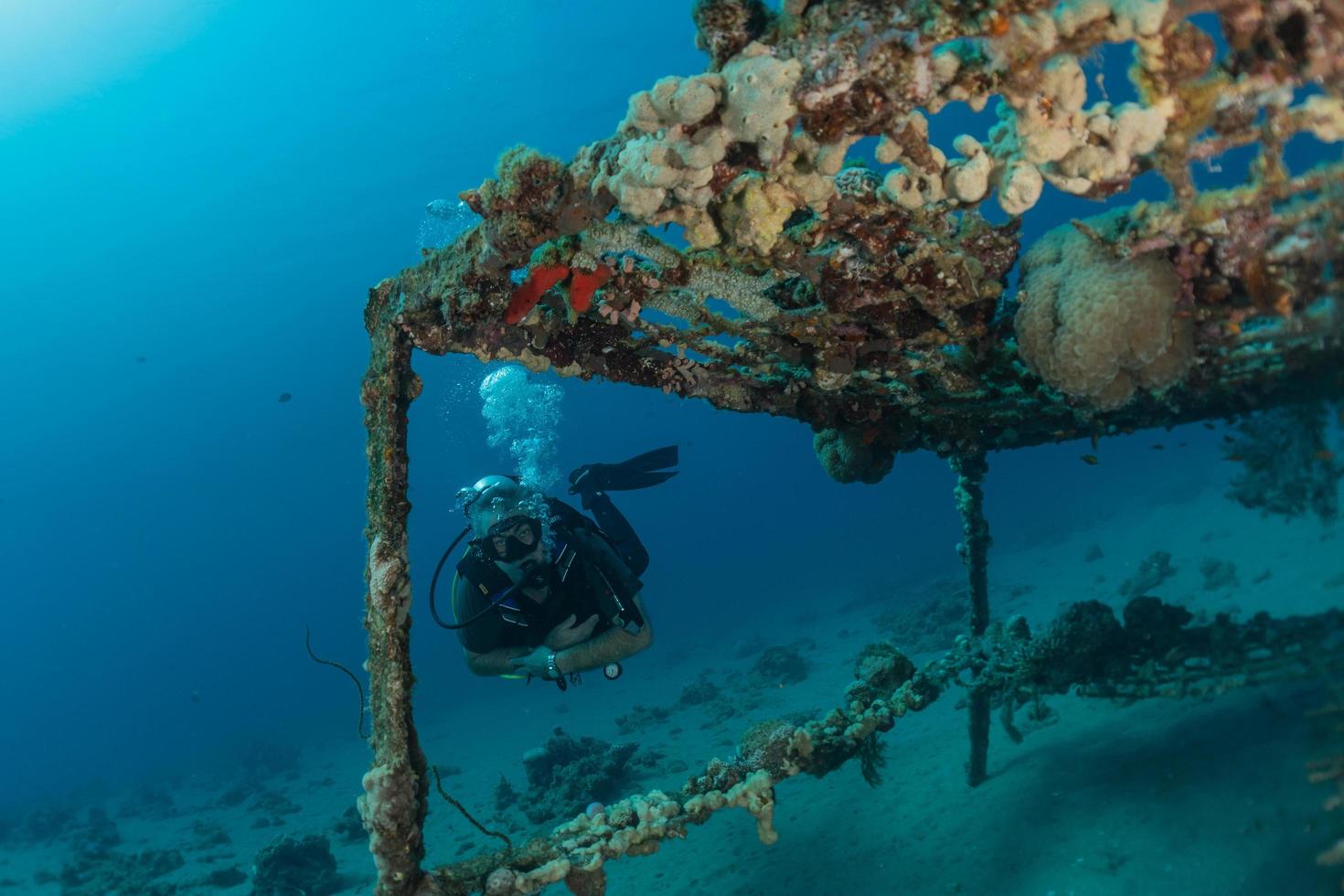 Coral reef and water plants in the Red Sea, Eilat Israel photo