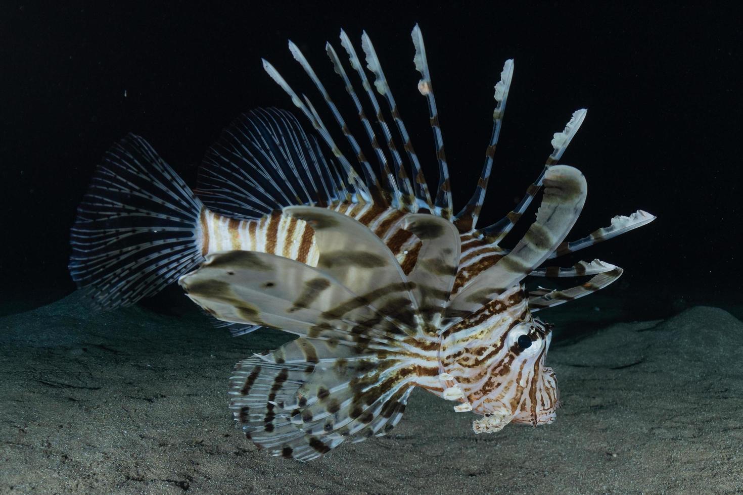 Lionfish in the Red Sea colorful fish, Eilat Israel photo