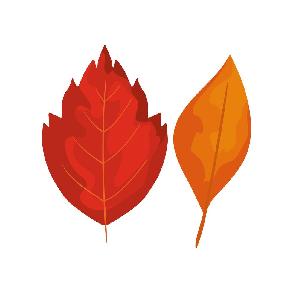 season autumn leafs isolated icon vector