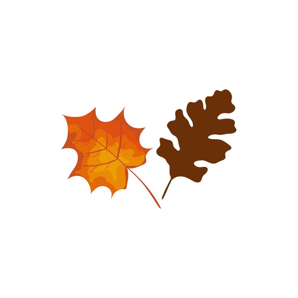 season autumn leafs isolated icon vector