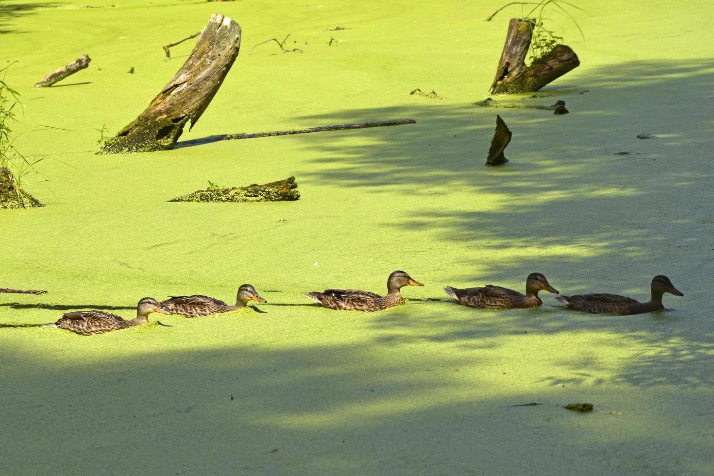 Una familia de patos nada en un estanque viejo cubierto de maleza foto
