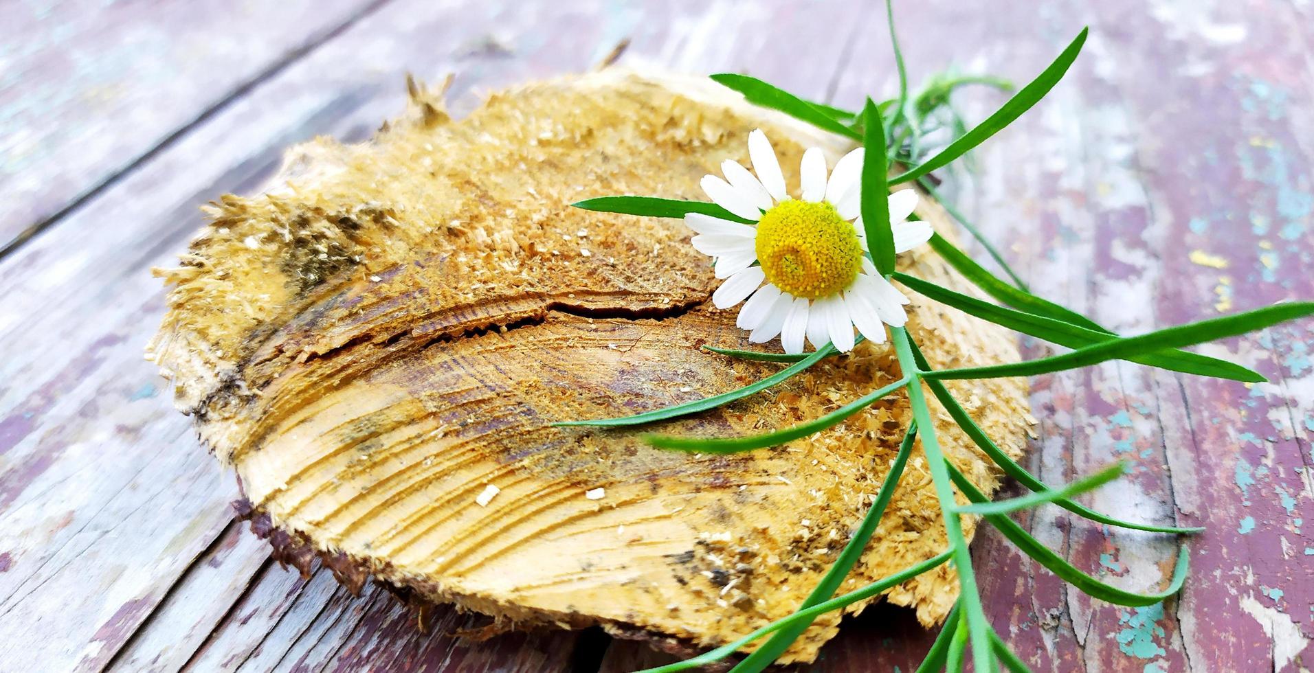 Chamomile on a wooden block photo