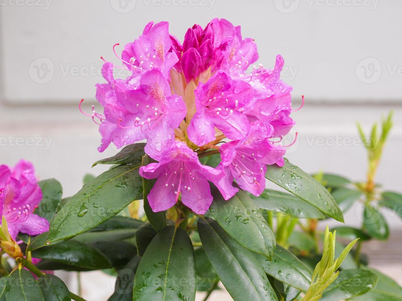 Pink Azalea flower photo