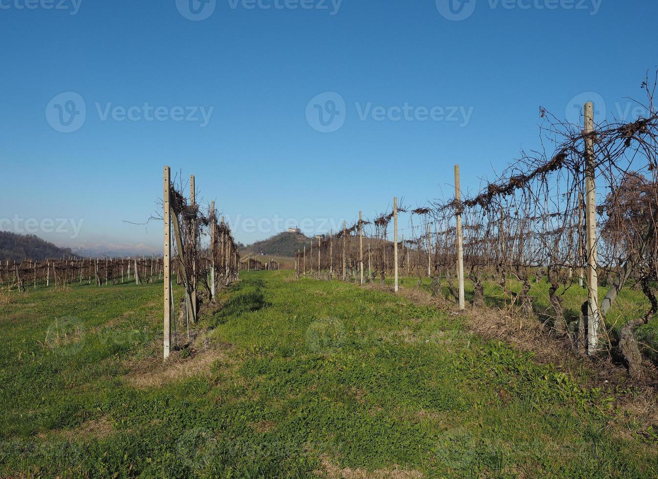 Roero hills in Piedmont photo