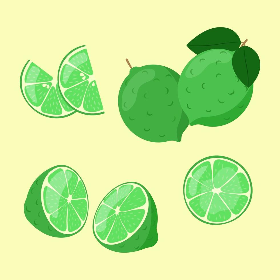 Lime slices in cut isolated. Citrus fruit whole and sliced vector